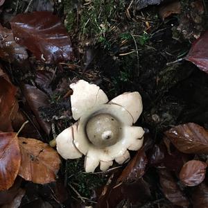 Collared Earthstar