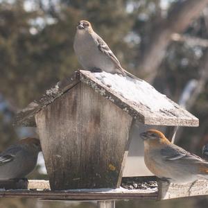 Pine Grosbeak