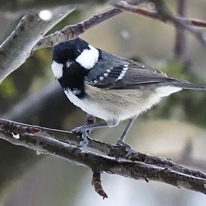 Coal Tit