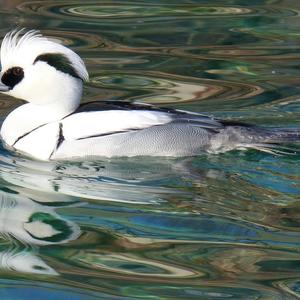 Smew