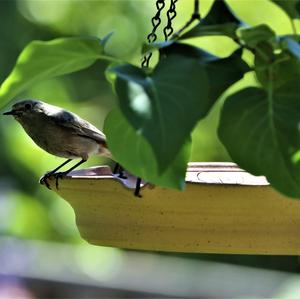 Black Redstart