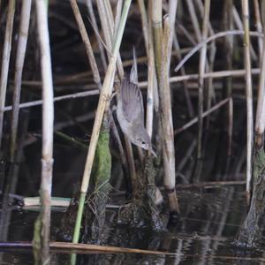 Eurasian Reed-warbler