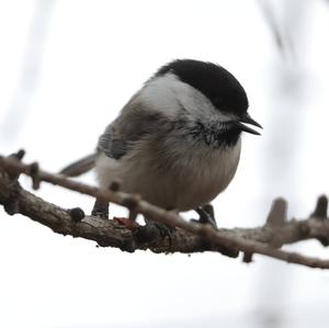 Willow Tit