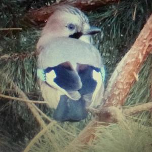 Eurasian Jay