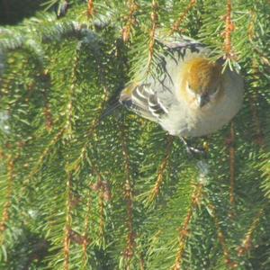 Pine Grosbeak