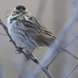 Reed Bunting