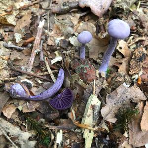 Amethyst Deceiver