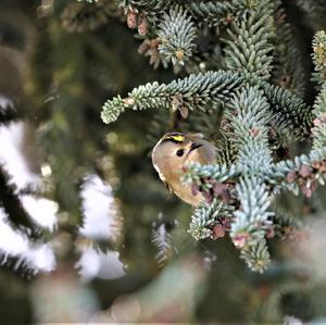 Goldcrest