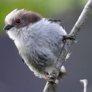 Long-tailed Tit