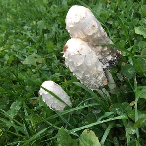 Shaggy Mane