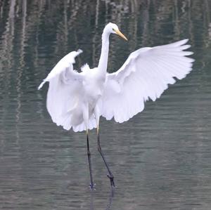 Great Egret