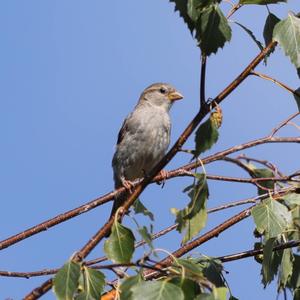 House Sparrow