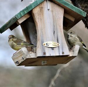 European Greenfinch