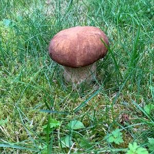 Summer Bolete