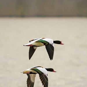 Common Shelduck