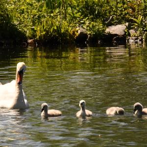 Höckerschwan