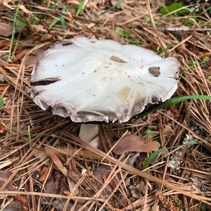 Horse Mushroom