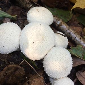 Stump Puffball