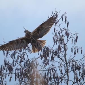 Western Marsh-harrier