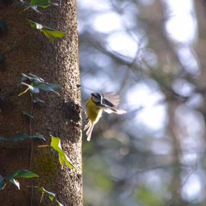 Blue Tit