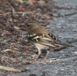 Eurasian Chaffinch