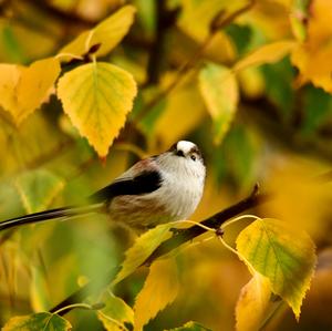 Long-tailed Tit