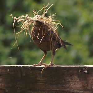 Eurasian Blackbird