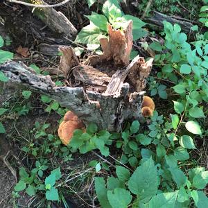 Oyster Mushroom