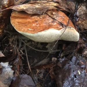 Red-capped Scaber Stalk