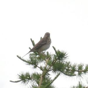 Tree Pipit