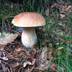 Summer Bolete