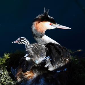 Great Crested Grebe