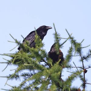 Common Raven