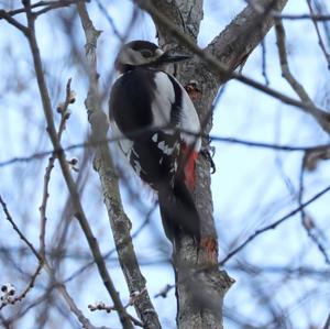 Great Spotted Woodpecker