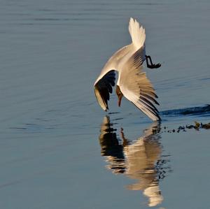 Black-headed Gull