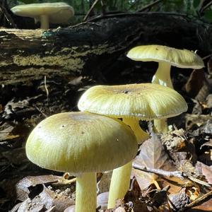 Death Cap