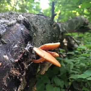 Deadly Galerina