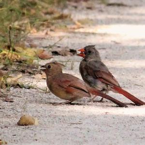 Northern Cardinal