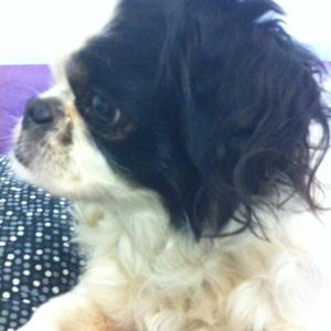 Japanese Chin