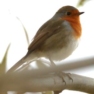 European Robin