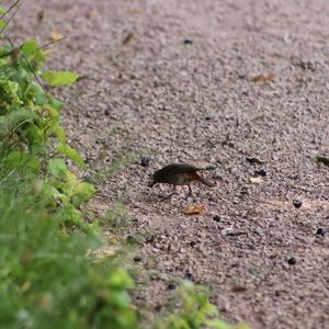 Black Redstart