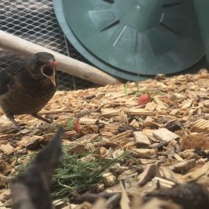 Eurasian Blackbird