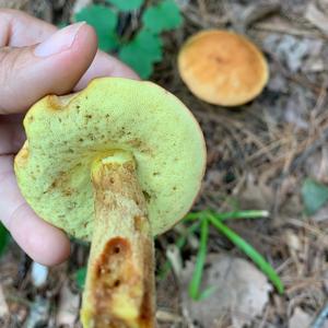 Lurid Bolete