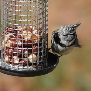 Crested Tit