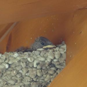 Eurasian Crag-martin