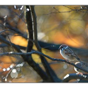 Eurasian Tree Sparrow