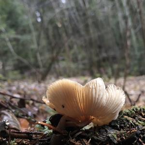 Fat-footed Clitocybe