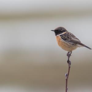 European stonechat