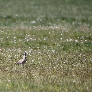 Großer Brachvogel