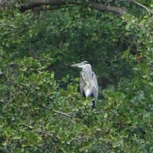 Grey Heron